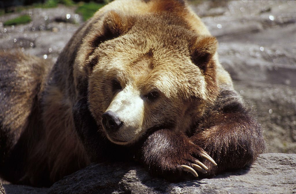 A sleepy Grizzly Bear resting its head on its paws on a rock in The Bronx Zoo.