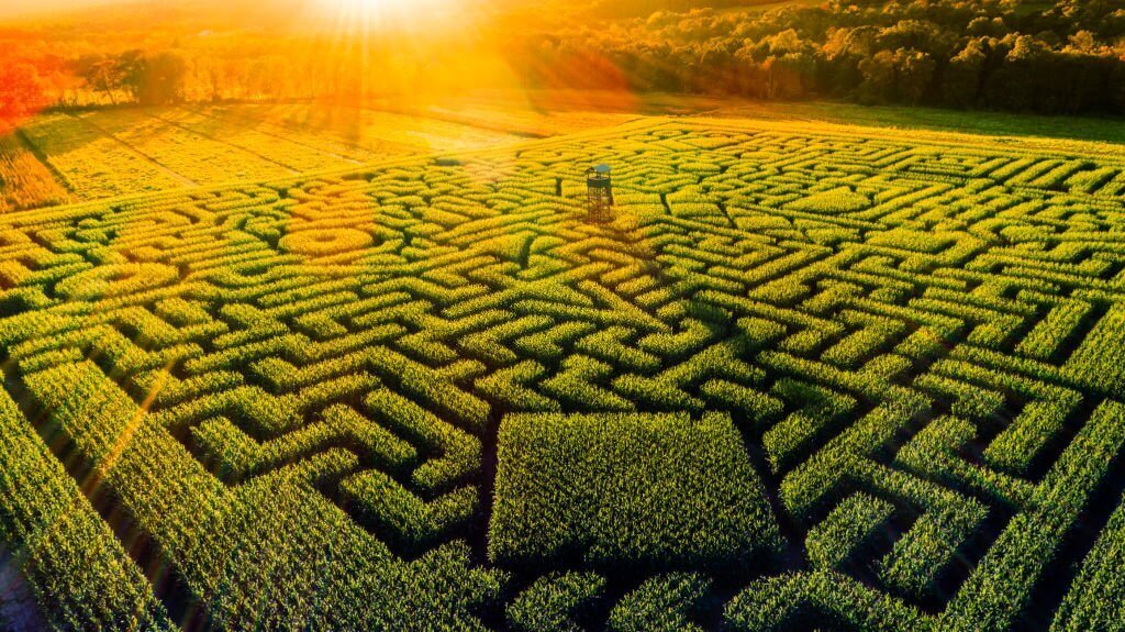 corn maze in New York City, pumpkin farm